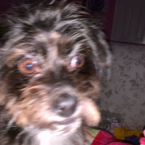 Meet your Posher, Eden